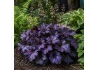 dluzicha-forever-purple-heuchera-forever-purple-listy-detail